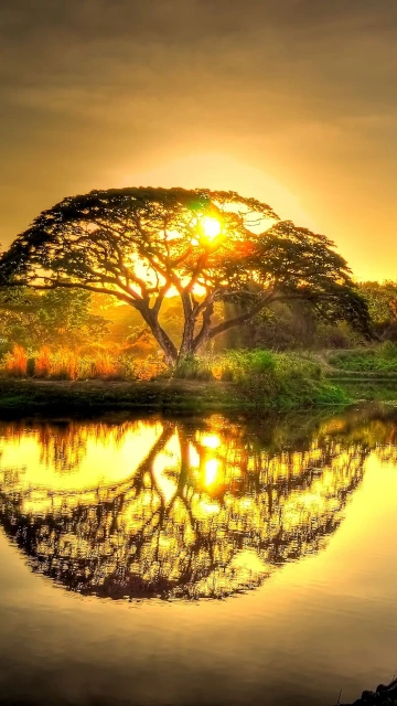 Sunset Pond Trees Landscape