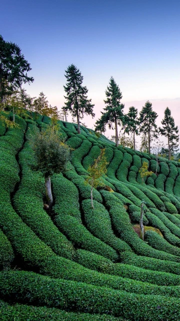 Tea Field Harvest Trees