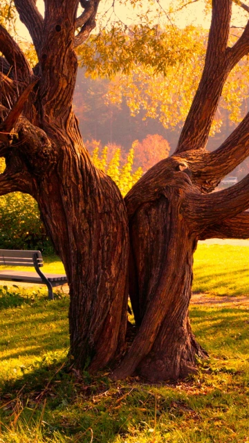 Tree Halves Textures Bench