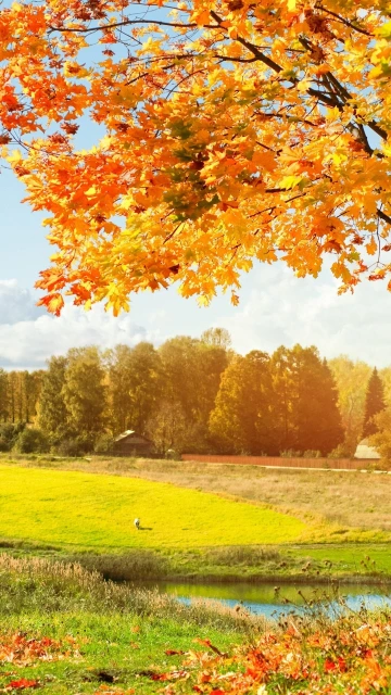 Tree Leaf Fall Autumn Pond Landscape