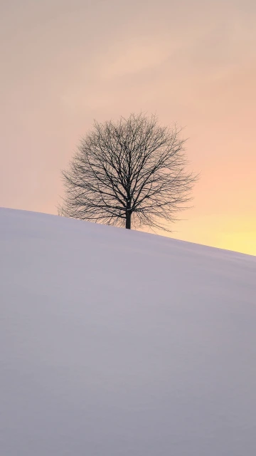 Tree Winter Minimalism