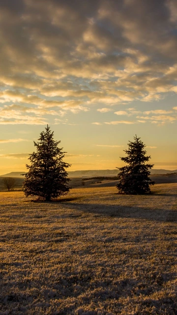 Trees Sunset Sky Grass