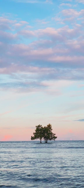 Two Trees in Water at Sunset
