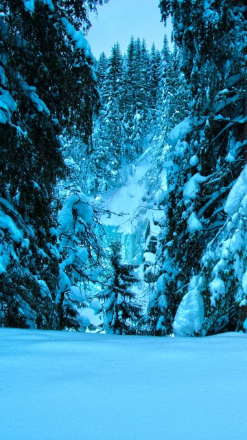 Winter Trees Spruce Snow Landscape
