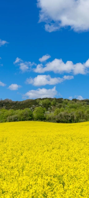 Yellow Flower Field Under Blue Sky