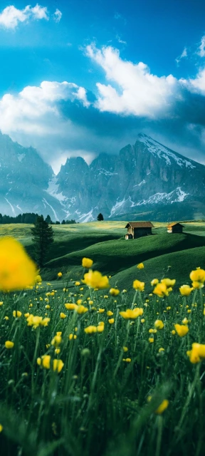 Yellow Flowers Meadow Mountain Landscape