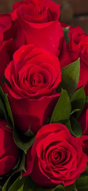 Close Up of Red Roses 2