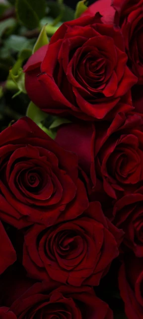 Close Up of Red Roses