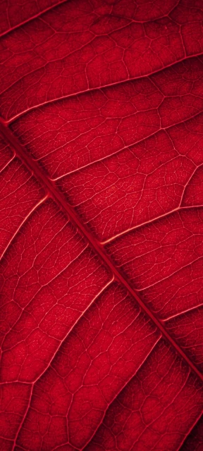 Closeup Red Leaf Veins