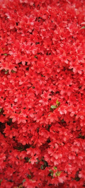 Dense Red Flowers