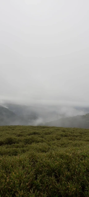 Foggy Mountain Grassland