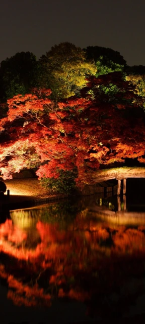 Illuminated Red Maple Trees at Night