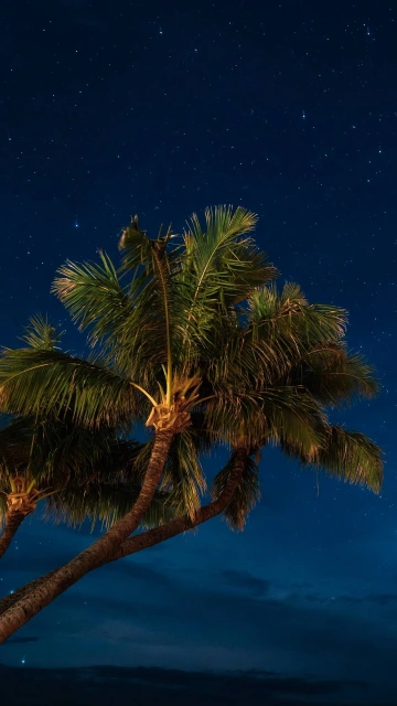 Palms Night Starry Sky