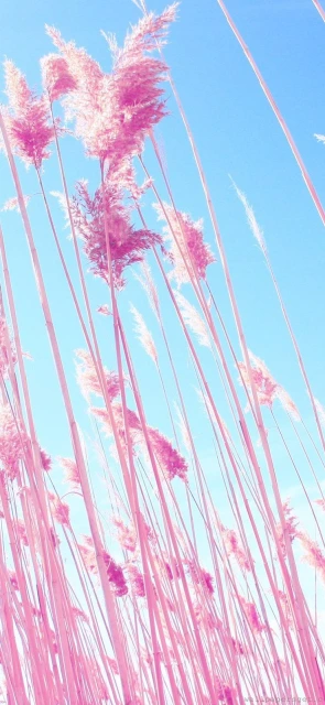 Pink pampas grass against blue sky