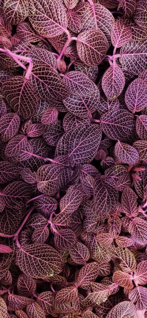 Pink Veined Leaves Background