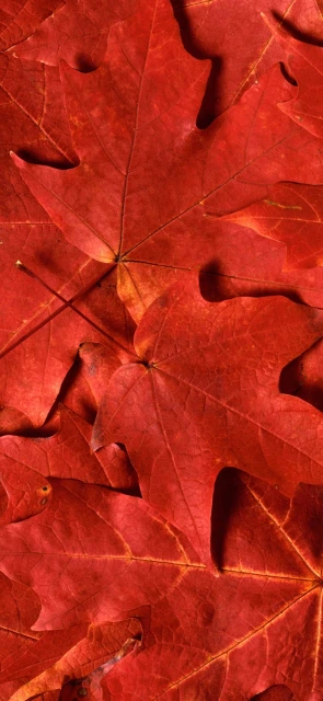 Red Autumn Maple Leaves