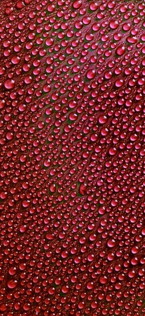 Red Background Water Droplets