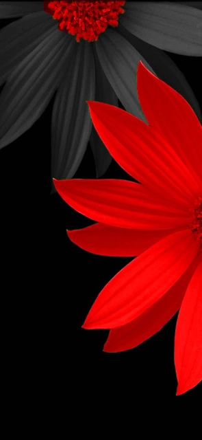 Red Flower Against Black Background