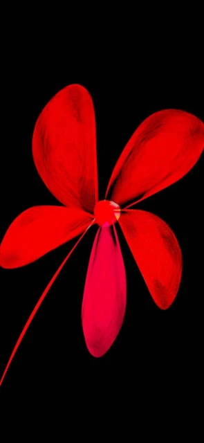 Red Flower on Black Background