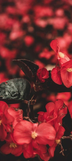 Red Flowers With Dark Leaves