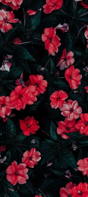 Red Flowers With Green Leaves