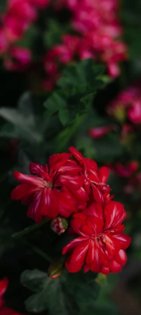 Red Geranium Flowers