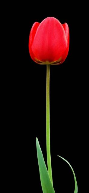 Red Tulip on Black Background