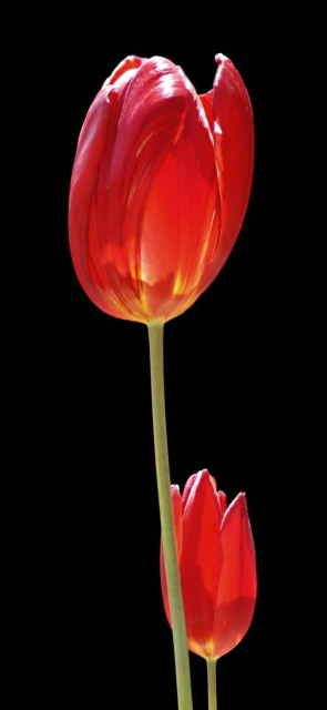 Red Tulips on Black Background