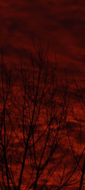 Silhouetted Tree Branches Red Sky