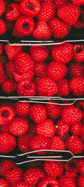 Stacked Containers of Fresh Raspberries