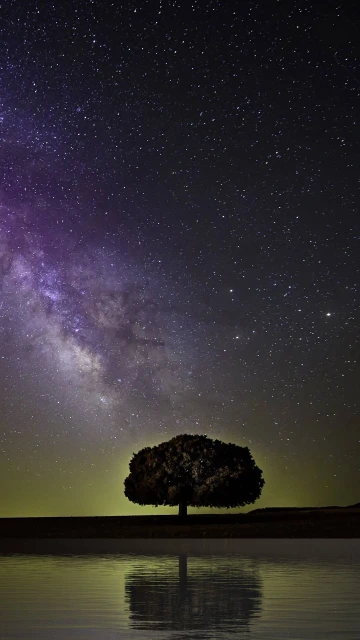 Starry Sky Milky Way Tree
