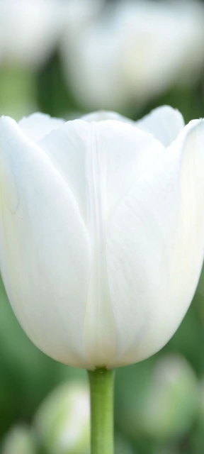 Close Up of a White Tulip