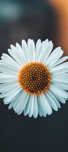 Close Up of White Daisy Flower