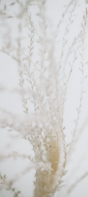Close Up Pampas Grass