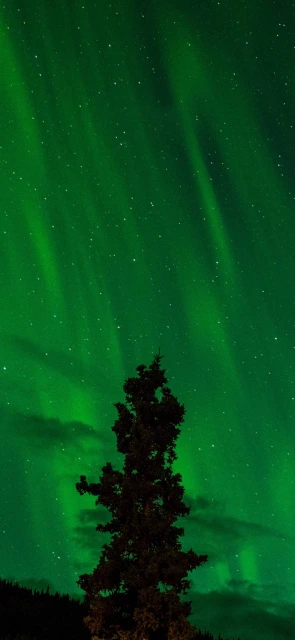 Green Aurora Borealis Over Tree