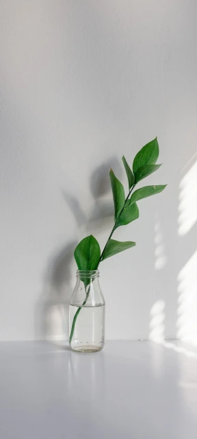 Green Plant in Glass Bottle