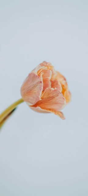 Peach Tulip Flower Bud
