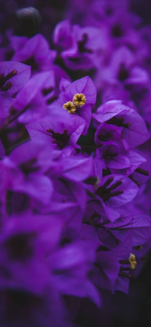 Purple bougainvillea flowers