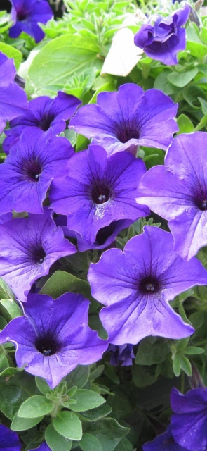 Purple Petunia Flowers