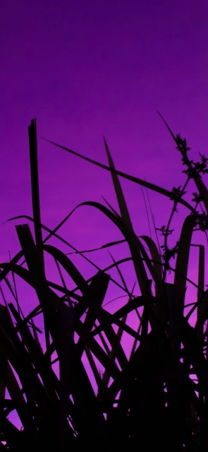 Purple Sky Grass Silhouette