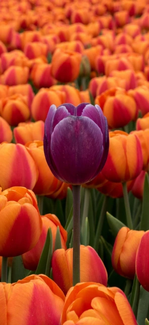 Purple tulip among orange flowers