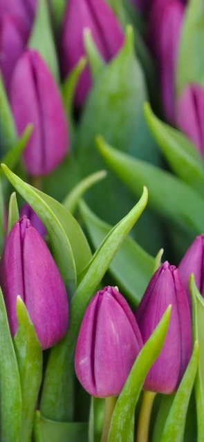 Purple Tulips with Green Leaves
