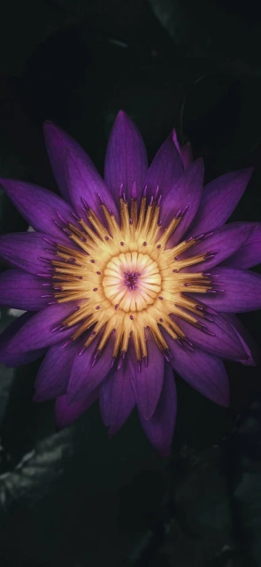Purple water lily flower