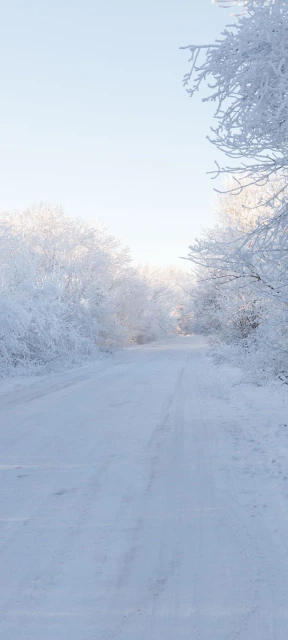 Snowy Road With Frosted Trees