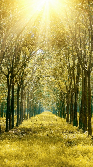 Sunlit Forest Pathway