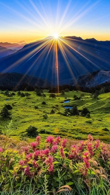 Sunrise Mountain Field Flowers