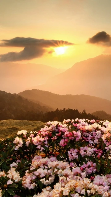 Sunrise Over Mountains With Flowers