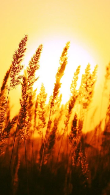Sunset Grass Silhouette