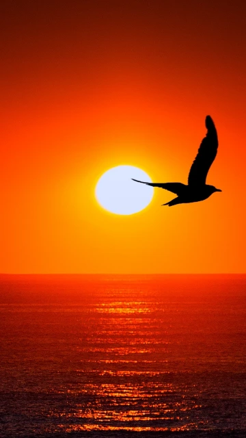Sunset With Bird Silhouette