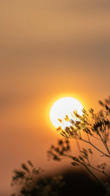 Sunset With Flower Silhouette